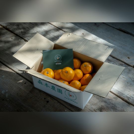 ネーブルオレンジ　20kg（10kg✖️2）訳あり　家庭用　傷あり ネーブルオレンジ 訳あり 10kg